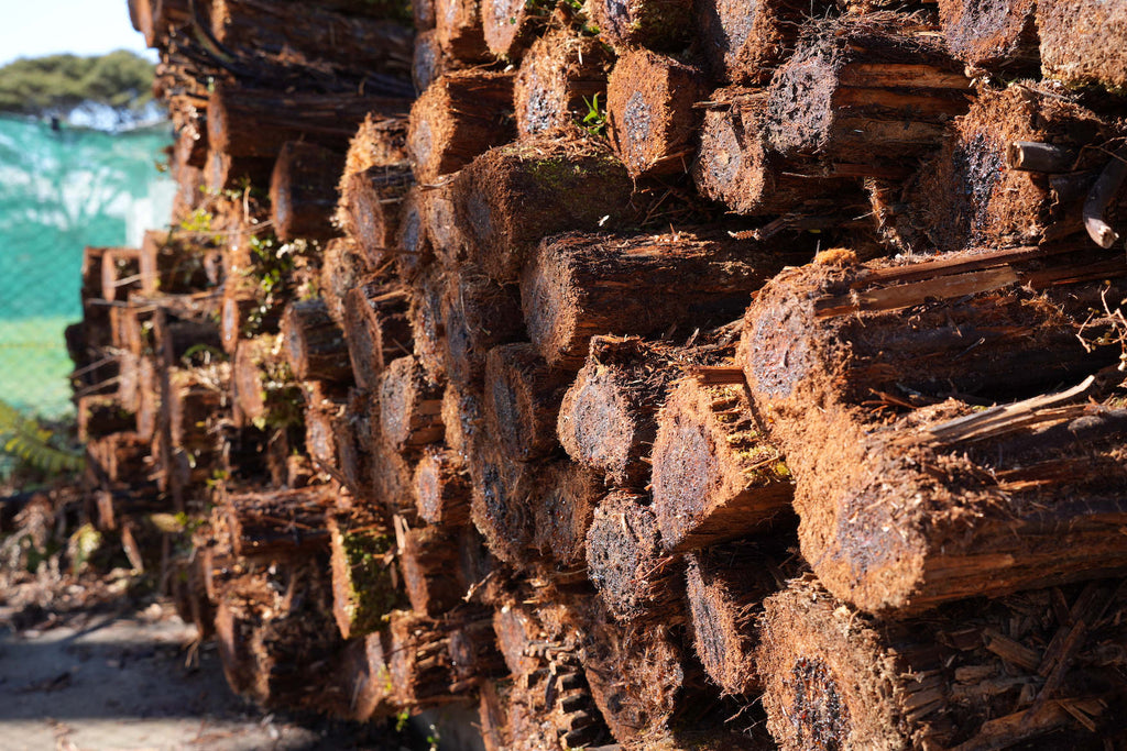 NZ Ponga Logs