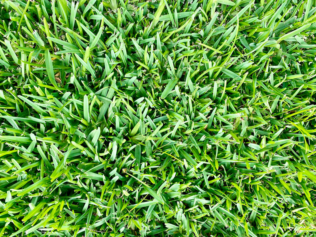Prolawn Kikuyu Grass Seed