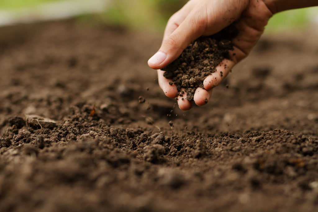 Premium Waikato Topsoil