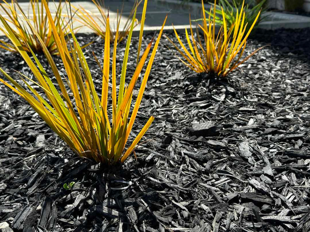 Reharvest Black Decorative Mulch