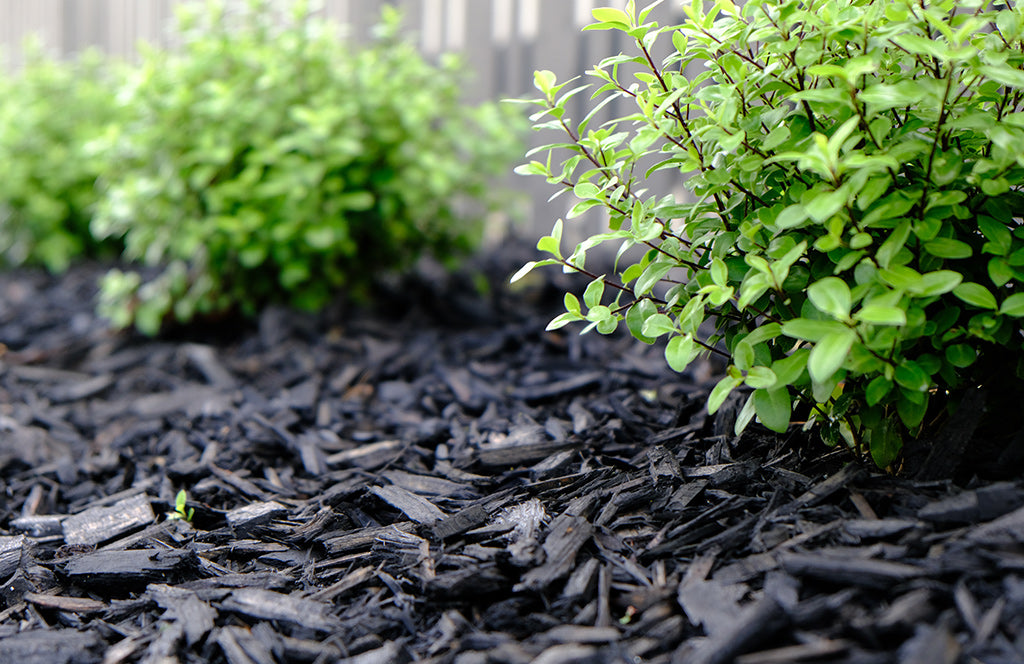 Black Gold Mulch