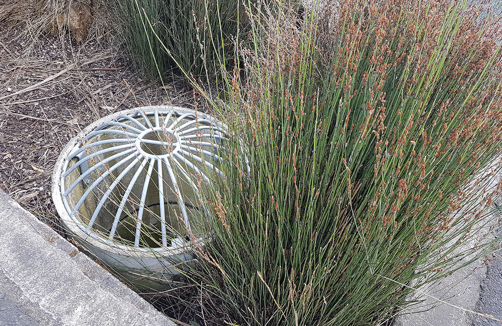 Rain Garden Mix